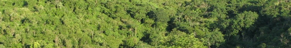 cropped-cropped-mata_detalhe.jpg