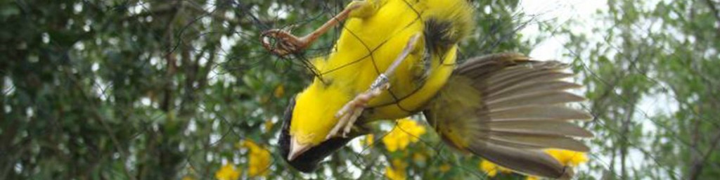 Captura de aves