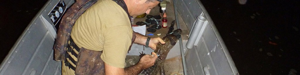 cropped-h_marcacao-com-microchip-jacare.jpg